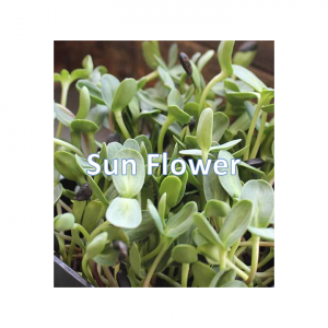 Sunflower Microgreen