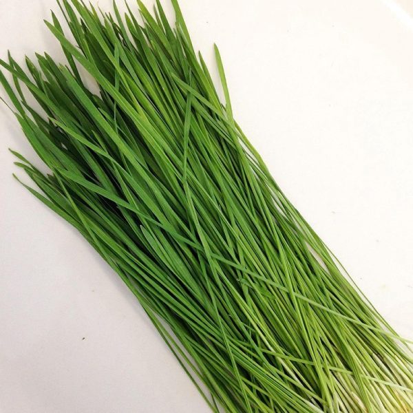 wheatgrass